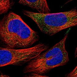 ITPA Antibody, Novus Biologicals 0.1mL; Unlabeled:Antibodies, Polyclonal